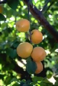 Autumn Royal Apricot